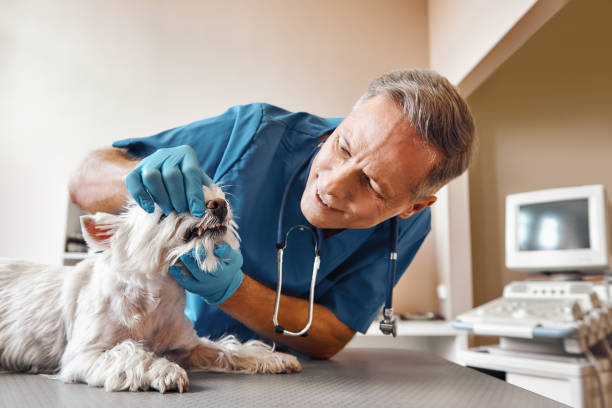 Best Emergency Dental Care for Broken or Chipped Teeth in Morgan City, LA